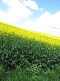 Blühendes Rapsfeld von Heike Rau