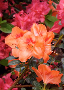 Fleurs d'azalée orange by lorenzo-fp