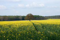 Der Baum von Bastian  Kienitz