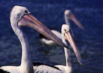 Three Pelicans (Impressionist) by David Halperin
