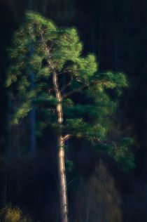 Glowing tree von Andy-Kim Möller
