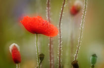 Poppy I von Andy-Kim Möller