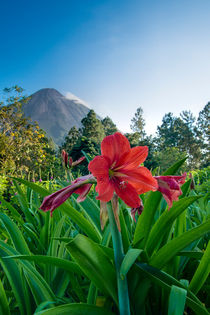 Flower and Arenal von Andy-Kim Möller