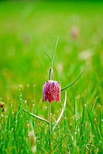 Snake head Flower No. 2 by Andy-Kim Möller