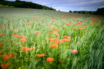 Impression of a poppy field von Andy-Kim Möller