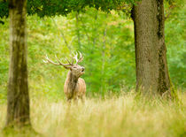 Roaring red deer von Andy-Kim Möller