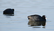 Coots von Andy-Kim Möller