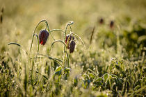 Snake head's fritillary in gold von Andy-Kim Möller