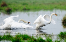 Chasing swans 2 von Andy-Kim Möller