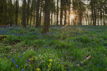 Bluebell Sunrise by David Tinsley