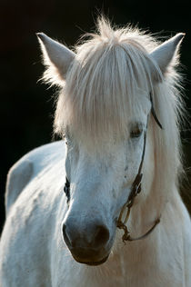 Icelandic white horse by Andy-Kim Möller