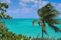 A Windblown Palm von John Bailey