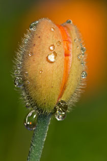 Poppy drops by Pete Hemington