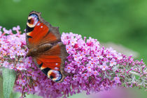 Schmetterling II von elbvue von elbvue