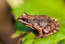 Frosch I von elbvue von elbvue