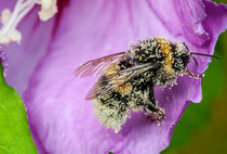 Hummel mit Blütenstaub von elbvue von elbvue