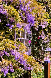 Wisteria by Jeremy Sage