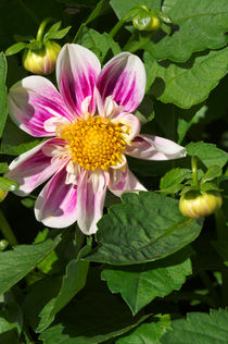 Pink Dahlia Close-up von Rod Johnson