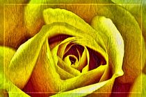 YELLOW ROSE von leddermann