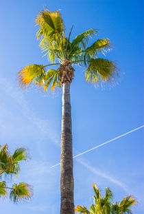 Sommer Sonne Palmen... by Dennis Stracke