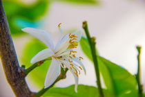 Blüte einer Zitrone von Dennis Stracke