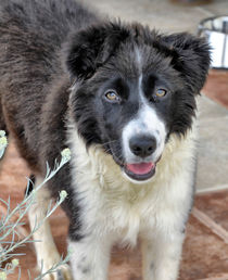 Border Collie by Heike Loos