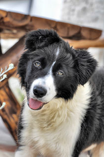 Border Collie von Heike Loos