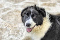 Border Collie von Heike Loos