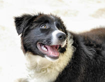 Border Collie by Heike Loos