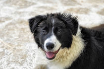 Border Collie by Heike Loos