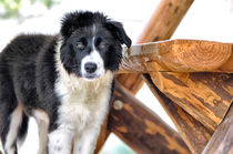 Border Collie von Heike Loos