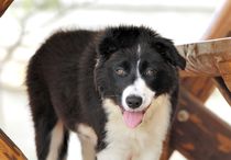 Border Collie von Heike Loos