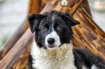 Border Collie by Heike Loos