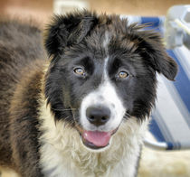 Border Collie von Heike Loos