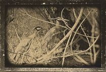 Antiqued Night Herons by Dan Richards