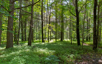 An Emerald Forest von John Bailey