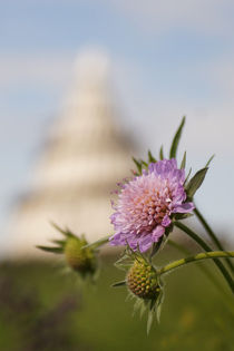 Scabiosa  by ir-md