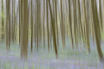 bluebells in a beech forest by B. de Velde