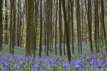 beech forest with bluebells von B. de Velde