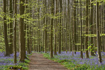 beech forest with bluebells by B. de Velde