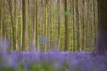 bluebells in a beech forest von B. de Velde