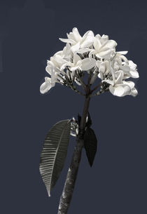 Black and White Plumeria by Rosalie Scanlon