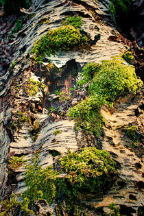 Silver Birch and Moss by Colin Metcalf