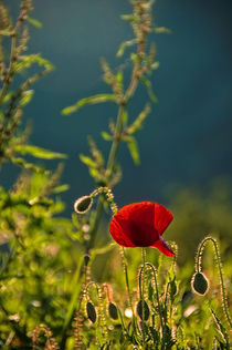 Sunset and the poppies von Maria Livia Chiorean