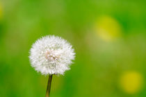 Dandelion von Steve Ball