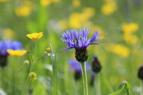 KORNBLUMEN AUF FRIESLAND by Ivonne Wentzler