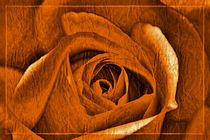 orange Rose von leddermann
