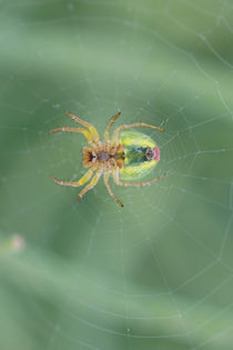 Araniella cucurbitina von Bastian  Kienitz