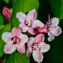 Weigela Hortensis by Colin Metcalf