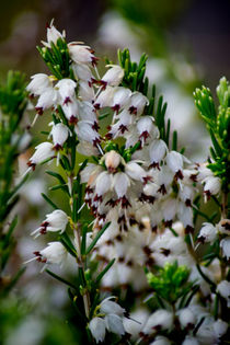 White Heather by Colin Metcalf